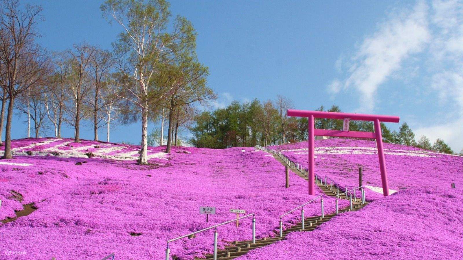 北海道｜芝桜限定｜網走市